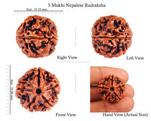 Load image into Gallery viewer, 5 Mukhi Rudraksha from Nepal - Bead No. 72