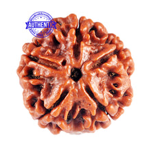 Load image into Gallery viewer, 5 Mukhi Rudraksha from Nepal - Bead No. 73