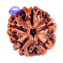 Load image into Gallery viewer, 5 Mukhi Rudraksha from Nepal - Bead No. 74