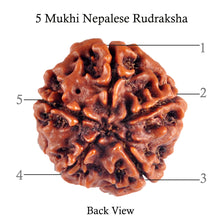 Load image into Gallery viewer, 5 Mukhi Rudraksha from Nepal - Bead No. 74