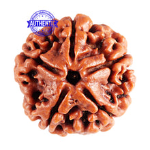 Load image into Gallery viewer, 5 Mukhi Rudraksha from Nepal - Bead No. 75
