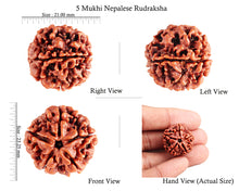 Load image into Gallery viewer, 5 Mukhi Rudraksha from Nepal - Bead No. 77