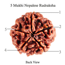 Load image into Gallery viewer, 5 Mukhi Rudraksha from Nepal - Bead No. 77