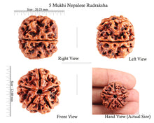 Load image into Gallery viewer, 5 Mukhi Rudraksha from Nepal - Bead No. 78