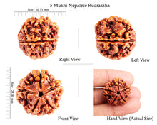 Load image into Gallery viewer, 5 Mukhi Rudraksha from Nepal - Bead No. 79