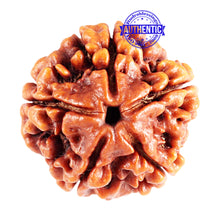 Load image into Gallery viewer, 5 Mukhi Rudraksha from Nepal - Bead No. 79