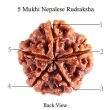 Load image into Gallery viewer, 5 Mukhi Rudraksha from Nepal - Bead No. 79