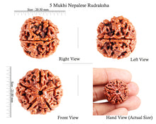 Load image into Gallery viewer, 5 Mukhi Rudraksha from Nepal - Bead No. 80