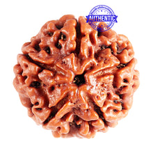 Load image into Gallery viewer, 5 Mukhi Rudraksha from Nepal - Bead No. 80