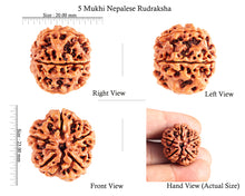 Load image into Gallery viewer, 5 Mukhi Rudraksha from Nepal - Bead No. 85