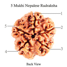 Load image into Gallery viewer, 5 Mukhi Rudraksha from Nepal - Bead No. 85