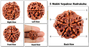 5 Mukhi Rudraksha from Nepal - Big Size