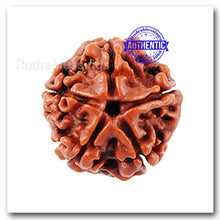 Load image into Gallery viewer, 5 Mukhi Rudraksha from Nepal - Big Size