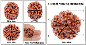 5 mukhi Rudraksha from Nepal - Std Size