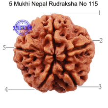 Load image into Gallery viewer, 5 Mukhi Rudraksha from Nepal - Bead No. 115