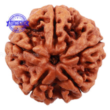 Load image into Gallery viewer, 5 Mukhi Rudraksha from Nepal - Bead No. 115