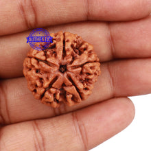 Load image into Gallery viewer, 5 Mukhi Rudraksha from Nepal - Bead No. 115