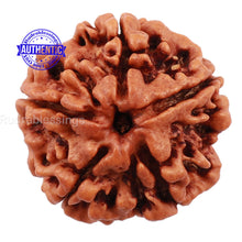 Load image into Gallery viewer, 5 Mukhi Rudraksha from Nepal - Bead No. 117
