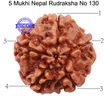 Load image into Gallery viewer, 5 Mukhi Rudraksha from Nepal - Bead No. 130