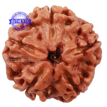 Load image into Gallery viewer, 5 Mukhi Rudraksha from Nepal - Bead No. 130