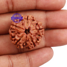 Load image into Gallery viewer, 5 Mukhi Rudraksha from Nepal - Bead No. 130