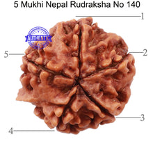 Load image into Gallery viewer, 5 Mukhi Ganesh Rudraksha from Nepal - Bead No. 140