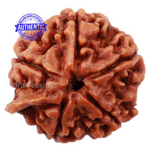 Load image into Gallery viewer, 5 Mukhi Ganesh Rudraksha from Nepal - Bead No. 140
