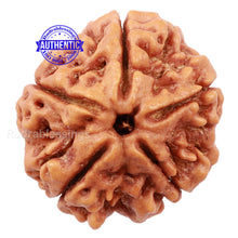 Load image into Gallery viewer, 5 Mukhi Rudraksha from Nepal - Bead No. 141