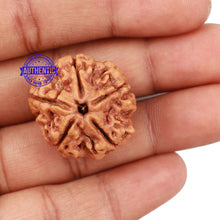 Load image into Gallery viewer, 5 Mukhi Rudraksha from Nepal - Bead No. 141