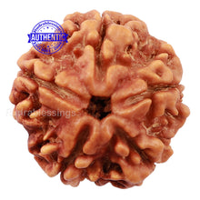 Load image into Gallery viewer, 5 Mukhi Rudraksha from Nepal - Bead No. 142