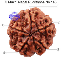 Load image into Gallery viewer, 5 Mukhi Rudraksha from Nepal - Bead No. 143