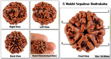 Load image into Gallery viewer, 5 Mukhi Rudraksha from Nepal - Bead No. 6
