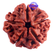Load image into Gallery viewer, 5 Mukhi Rudraksha from Nepal - Bead No. 158