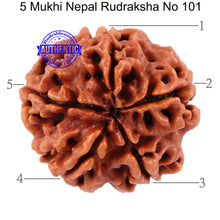 Load image into Gallery viewer, 5 Mukhi Rudraksha from Nepal - Bead No. 101