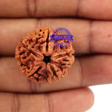 Load image into Gallery viewer, 5 Mukhi Rudraksha from Nepal - Bead No. 103