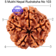 Load image into Gallery viewer, 5 Mukhi Rudraksha from Nepal - Bead No. 103