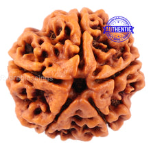 Load image into Gallery viewer, 5 Mukhi Rudraksha from Nepal - Bead No. 108