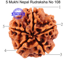 Load image into Gallery viewer, 5 Mukhi Rudraksha from Nepal - Bead No. 108