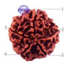 Load image into Gallery viewer, 5 Mukhi Rudraksha from Nepal - Bead No. 168