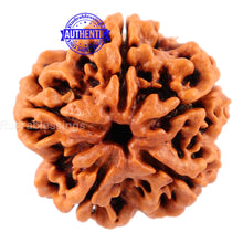 Load image into Gallery viewer, 5 Mukhi Rudraksha from Nepal - Bead No. 111