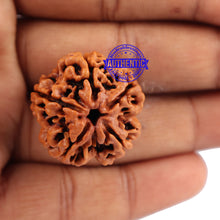 Load image into Gallery viewer, 5 Mukhi Rudraksha from Nepal - Bead No. 111