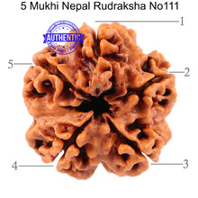 Load image into Gallery viewer, 5 Mukhi Rudraksha from Nepal - Bead No. 111