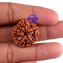 Load image into Gallery viewer, 5 Mukhi Rudraksha from Nepal - Bead No. 172