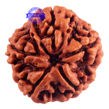 Load image into Gallery viewer, 5 Mukhi Rudraksha from Nepal - Bead No. 172