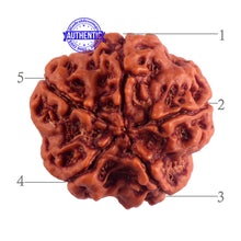 Load image into Gallery viewer, 5 Mukhi Rudraksha from Nepal - Bead No. 174