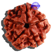 Load image into Gallery viewer, 5 Mukhi Rudraksha from Nepal - Bead No. 179