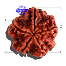 Load image into Gallery viewer, 5 Mukhi Rudraksha from Nepal - Bead No. 179