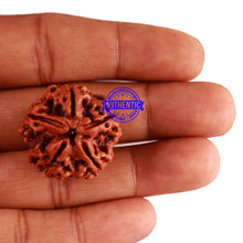Load image into Gallery viewer, 5 Mukhi Rudraksha from Nepal - Bead No. 180
