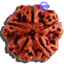 Load image into Gallery viewer, 5 Mukhi Rudraksha from Nepal - Bead No. 180