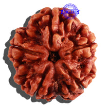 Load image into Gallery viewer, 5 Mukhi Rudraksha from Nepal - Bead No. 183